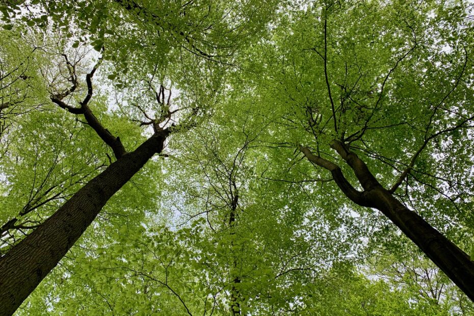 Grób w naturze